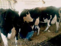 satılık holstein damılzık süt inekleri