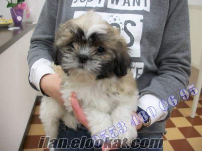 ARADIĞINIZ BÜTÜN KÖPEK IRKLARI BURADA