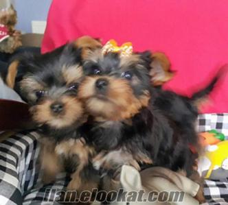 yorkshire terrier minytür harikaaa yavrular