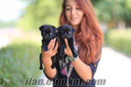 Satılık Siyah Pug (Mops) Yavruları