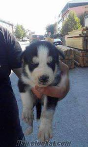 ORJİNAL HUSKY SİBİRYA KURDU YAVRULARIMIZ 400 TL ANKARA