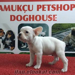 FRENCH BULLDOG PAMUKÇU DOGHOUSEDA