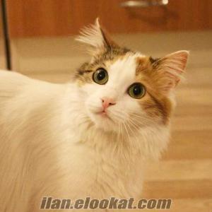 İSTANBUL BAKIRKÖY ÜCRETSİZ NORVEÇ KEDİSİ SAHİPLENDİRME