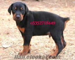 Bursada doberman yavrularımız