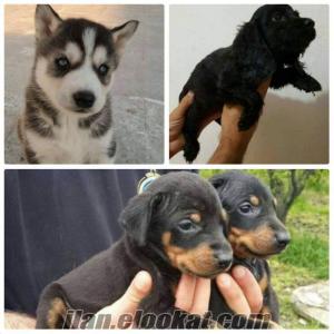 dişi sibirya kurdu * dişi cocer * dişi king doberman yavrusu ***