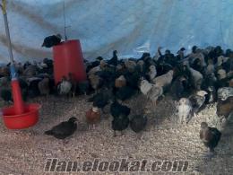 köy tavugu yarkaları