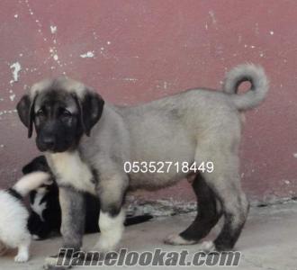 İstanbul Esenler kangal yavruları