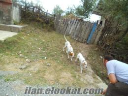Bartından safkan pointerler