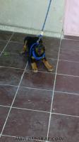 Doberman Rotweiiler İle Takas Ve Ya 400