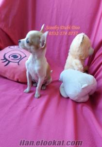 Bursada satılık chihuahua
