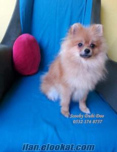 pomeranian boo satılık yavru