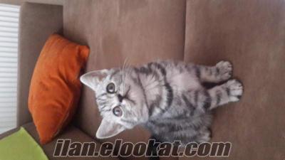 2.5 aylik british cins kedi