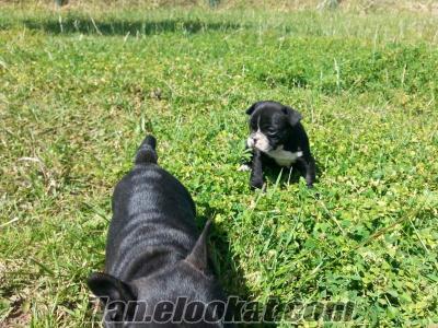 satılık french bulldog