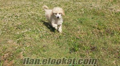 satılık poodle yavru