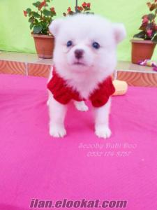 satılık pomeranian boo yavruları