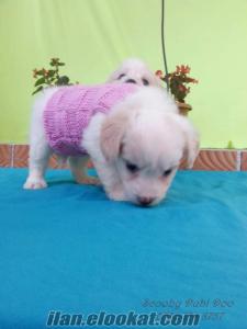 terrier satılık yavru