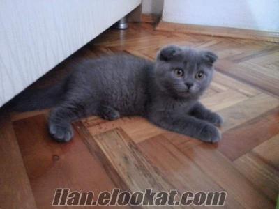 Harikalar Scottish Fold ve Straight yavrular