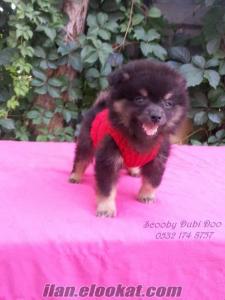 satılık pomeranian boo