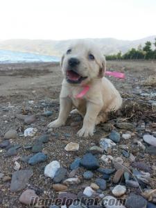 satılık golden retriever yavruları
