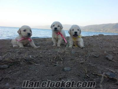 golden retriever satılık yavruları