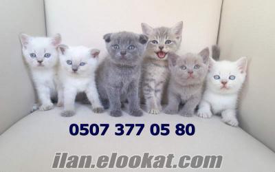 Safkan Scottish Fold ve Scottish Straight