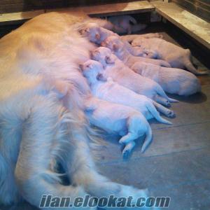 GOLDEN BEBEKLER