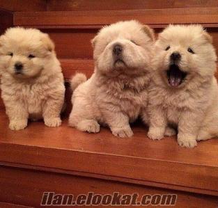 chow chow yavrusu