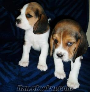 satılık beagle yavrusu