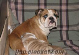 ingiliz bulldog yavrulari