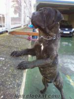 Sapancada orjinal bullmastiff