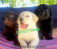 labrador çaklıt şanpanya ve siyah yavrularımız