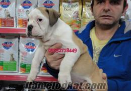 İNGİLİZ BULLDOG YAVRULAR ENÖZELİ BURDA