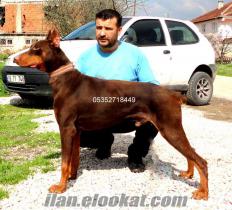 KİNK DOBERMAN YAVRULAR