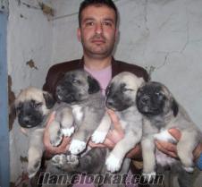 Bursa kangal yavrularımız