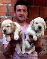 GOLDEN OLURSA BÖYLE OLSUN DİYENLERE ÖZEL