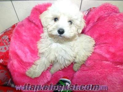 satlık maltese terrier yavrularım