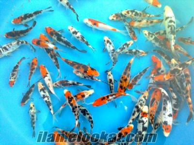 koi balıkları fiyatı safkan koiler KALİTE