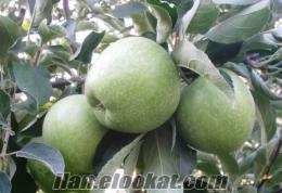 SERTİFİKALI MM 106 ANAÇLI YARI BODUR GRANNY SMITH ELMA FİDANI