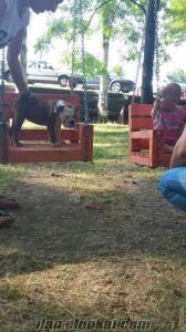 English Bulldog Satılık bebekler
