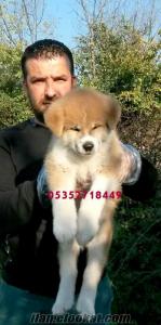 Akita İnu yavrularımız