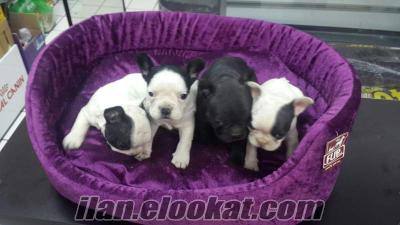 Maskeli French Bulldog Yavrular