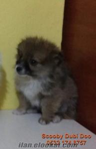 satılık mini spitz yavrumuz