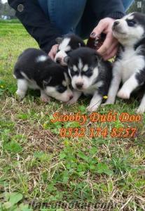 husky (sibirya kurdu)