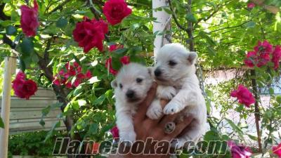 west highland white terrier yavruları