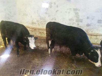 AMASYA UYGURDA SATILIK KURBANLIK VE KESIMLIK HAYVANLAR