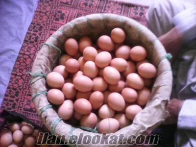 toroslarda tamamen doğal salma köy yumurtası..