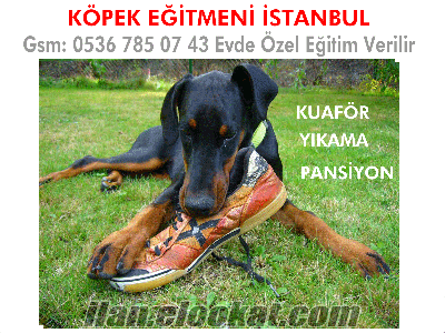 Köpek Eğitmeni Fatih Çapa Semti İstanbul
