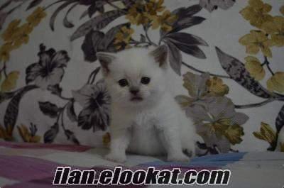 SCOTTİSH FOLD&BRİTİSH SHORTHAİR.