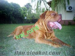 BORDEUX NASTİF YAVRULARI