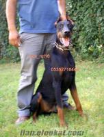 KİNK DOBERMAN EN İYİSİNİ ARAYANLAR